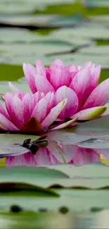 Pink water lilies blooming on a calm pond with green leaves.