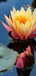 Yellow water lily with pink petals on a blue pond background.