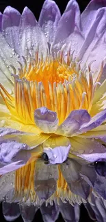 Purple and yellow water lily with dew drops on petals.