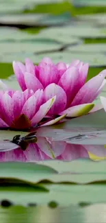 Water lilies with pink petals on a pond reflecting the serene natural beauty.