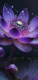 Vibrant purple water lily with droplets.