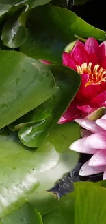 Vibrant water lillies among lush green leaves wallpaper.