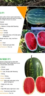 Watermelon varieties showcased with descriptions.