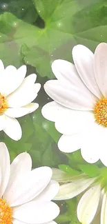 White daisies with green leaves background.