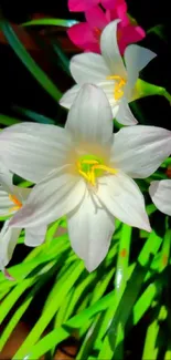 Vibrant white flowers and green leaves on a phone wallpaper background.