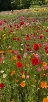 Vibrant field of colorful wildflowers in full bloom with lush green backdrop.