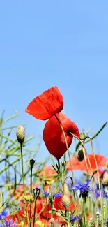 Vibrant wildflower field with red poppies under a blue sky.