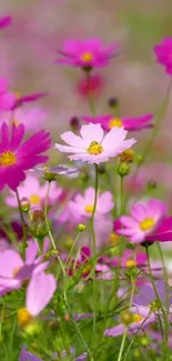 Vibrant wildflower wallpaper with pink blooms and a serene natural scene.