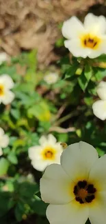 White wildflowers with yellow centers in a lush green setting.