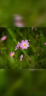 Green and pink wildflowers mobile wallpaper.