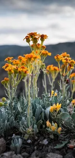 Vibrant orange wildflowers in a rocky, natural landscape with a moody sky.