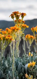 Orange wildflowers on a mountain backdrop for mobile wallpaper.