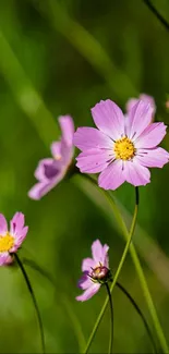 Pink wildflowers with green background, mobile wallpaper.