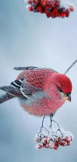 Red bird perched on snowy branches in winter scene.