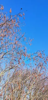 Leafless trees under a bright blue sky, capturing winter's vibrant beauty.