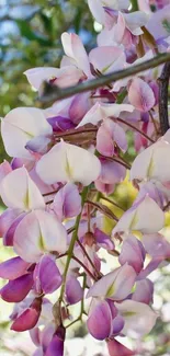 Close-up of delicate pink and purple wisteria flowers in full bloom.