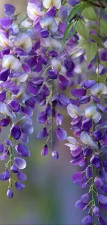 Purple and white wisteria blossoms in full bloom.
