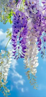 Wisteria blooms hang against a blue sky