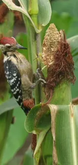 Woodpecker perched on a corn stalk with vibrant green leaves.