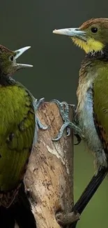 Two vibrant green and yellow woodpeckers perched on a tree trunk.