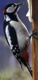 Striking woodpecker on wooden post with vibrant black, white, and red feathers.