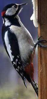 Woodpecker on a wooden perch with vibrant colors and detailed feathers.