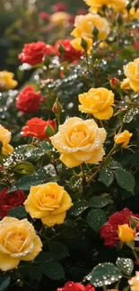 Yellow and red roses with dew drops in a garden scene.
