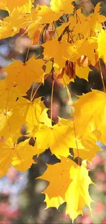 Bright yellow autumn leaves with blurred background.