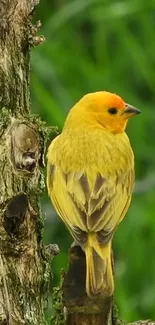 Yellow bird perched on a tree branch with a green background.