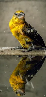 Yellow bird with reflection in water on a gray textured background.