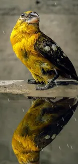 Yellow bird reflection in rain wallpaper