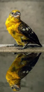 Vibrant yellow bird with reflection on water, neutral background.