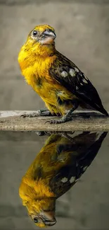 A vibrant yellow bird with clear reflection on water.