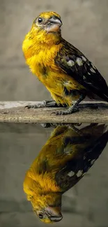 Vibrant yellow bird with a reflection on a calm surface, perfect for mobile wallpaper.