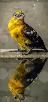 Bright yellow bird perched with a clear reflection on water.