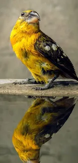 Vibrant yellow bird with reflection on water, set against a natural backdrop.