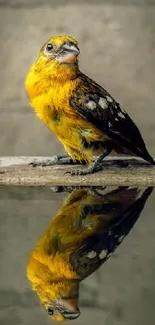 Yellow bird and its reflection on water, creating a serene wallpaper aesthetic.