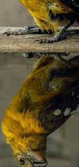 Yellow bird's reflection on wooden surface wallpaper.