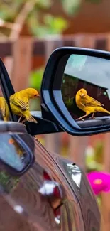 Yellow bird gazing at reflection in car mirror with lush green background.