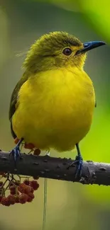 Vibrant yellow bird perched on a branch.