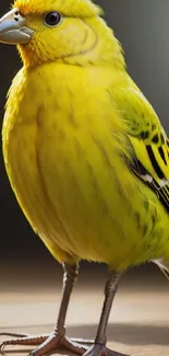 Vibrant yellow bird on a wooden surface, perfect for mobile wallpaper.