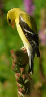 A vibrant yellow bird perched on a plant with a green background.