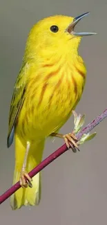 Yellow bird perched on a branch, vibrant and nature-themed.