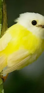 Close-up of a vibrant yellow bird perched on a branch.