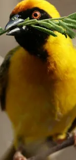 Close-up of a yellow bird holding a green branch.