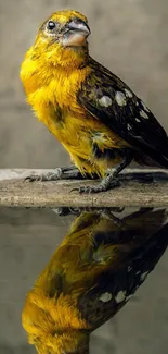 Yellow bird sitting above water reflection, serene nature scene.