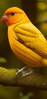 Vibrant yellow bird perched in a serene forest setting.