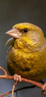 Vibrant yellow bird perched on branch against natural backdrop.