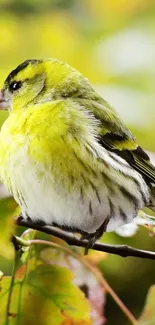 Yellow bird perched amid green leaves, vibrant mobile wallpaper.