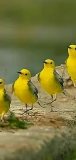 Four vibrant yellow birds perched on a log in natural scenery.